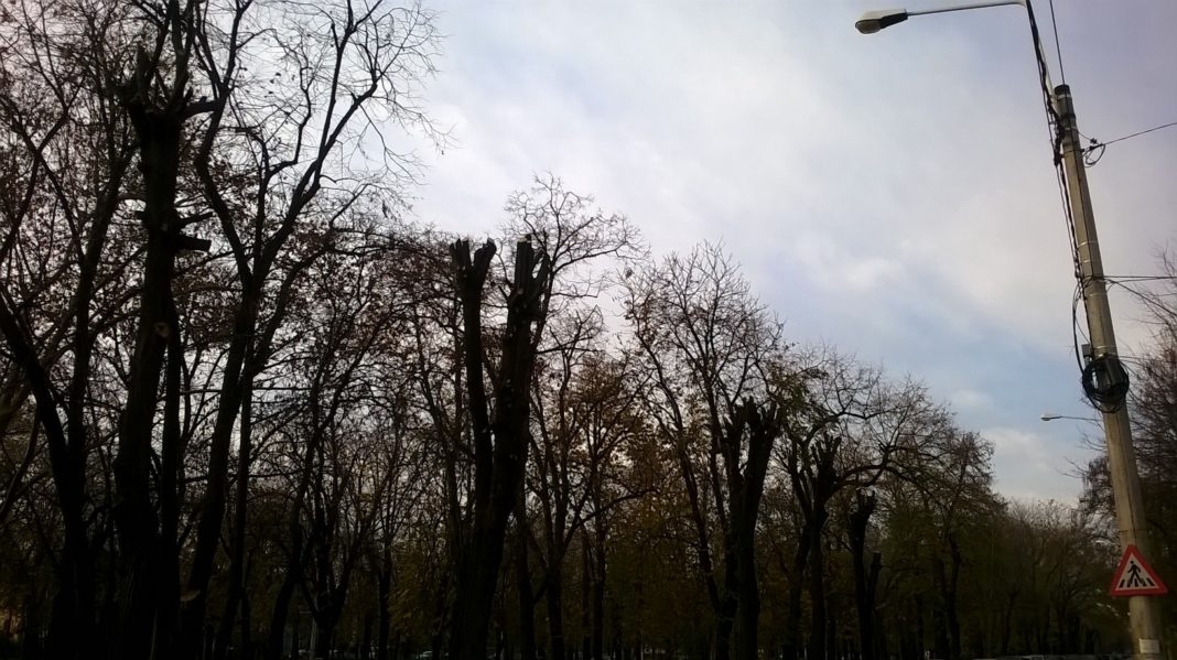 Proiect USR: Tăierile de arbori din Ilfov pedepsite cu închisoare cuprinsă între 2 și 7 ani