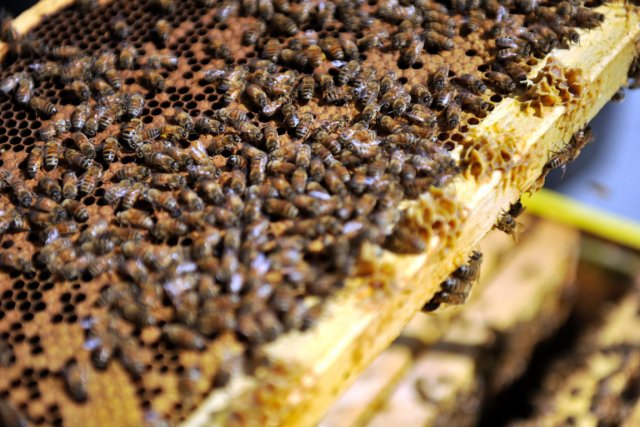 productie-miere-albine