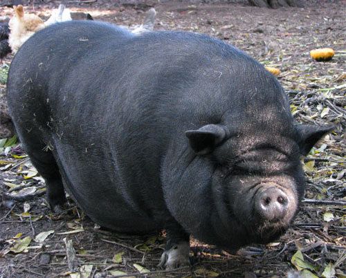 porcul vietnamez, o rasa mare diversitate genetica