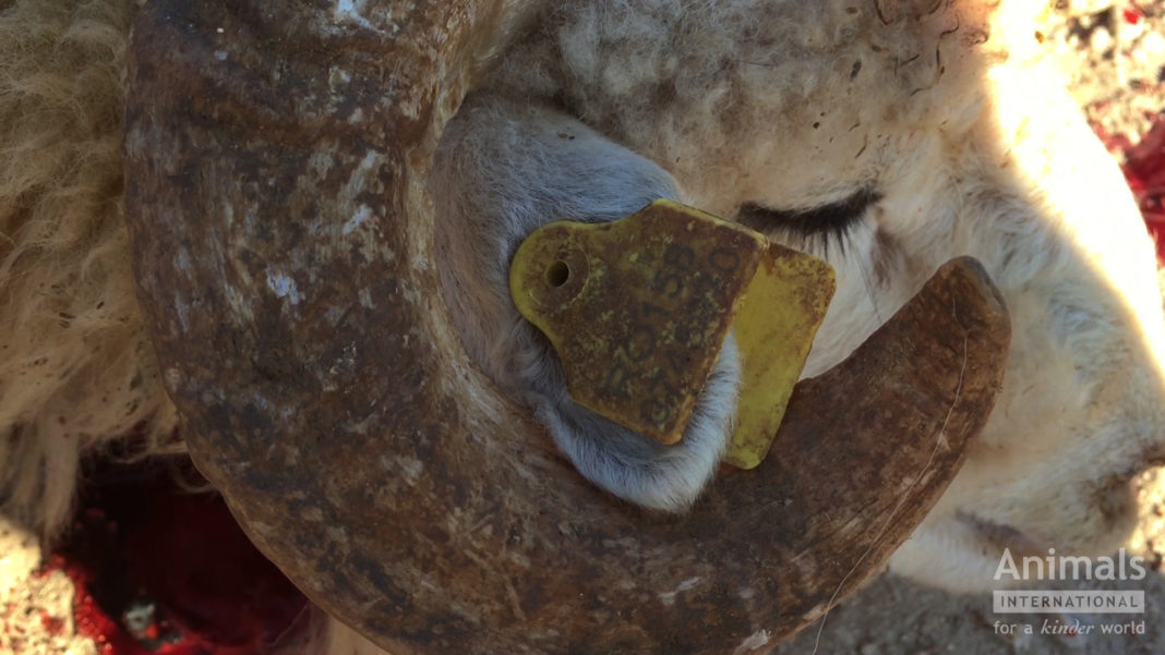 România riscă ancheta UE cu privire la exportul de animale vii. Cei mai afectaţi vor fi fermierii