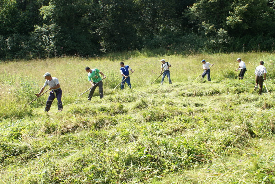 Atenţie! Guvernul modifică condiţiile de angajare ale zilierilor