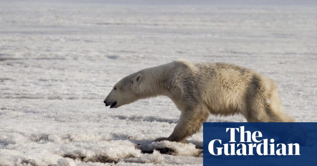 Un urs polar, ”alungat” din habitatul său de schimbările climatice, a fost surprins în oraș