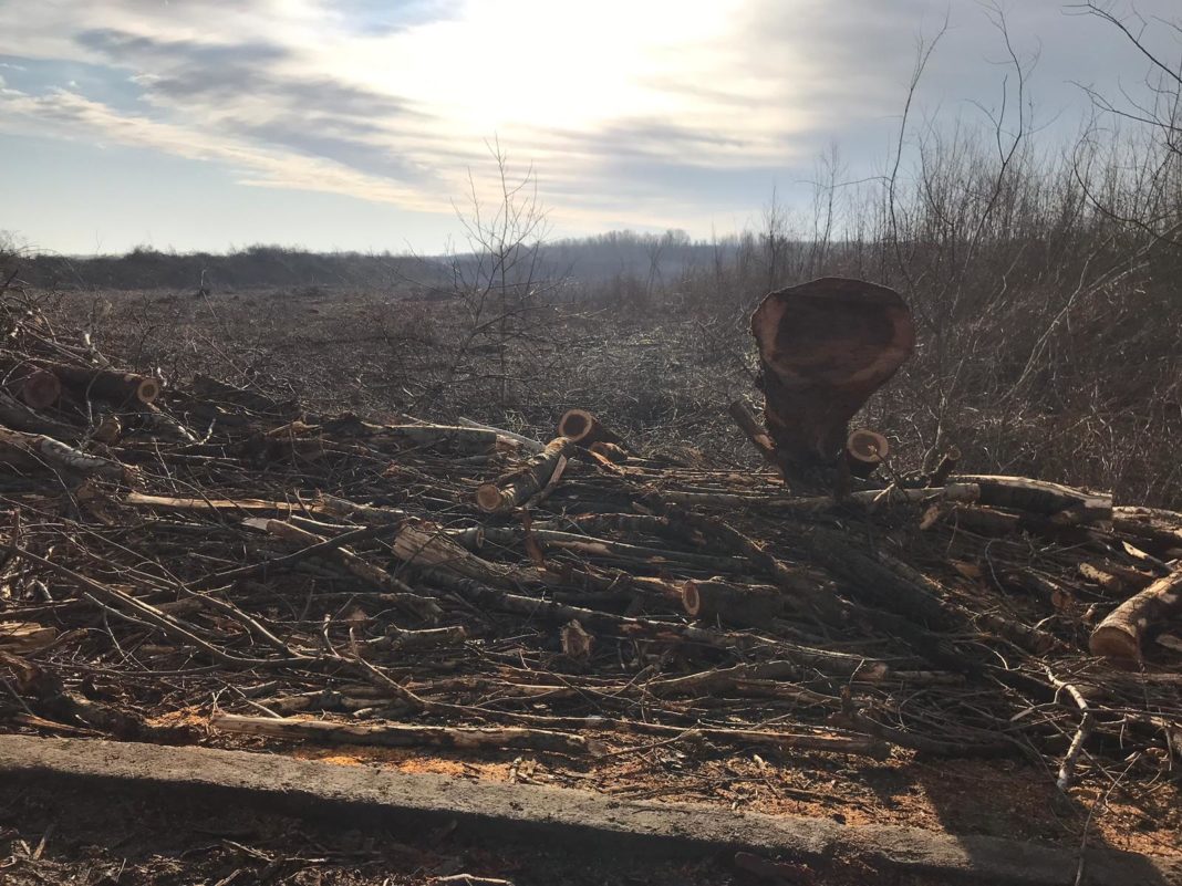 Au ras pădurea de pe hartă