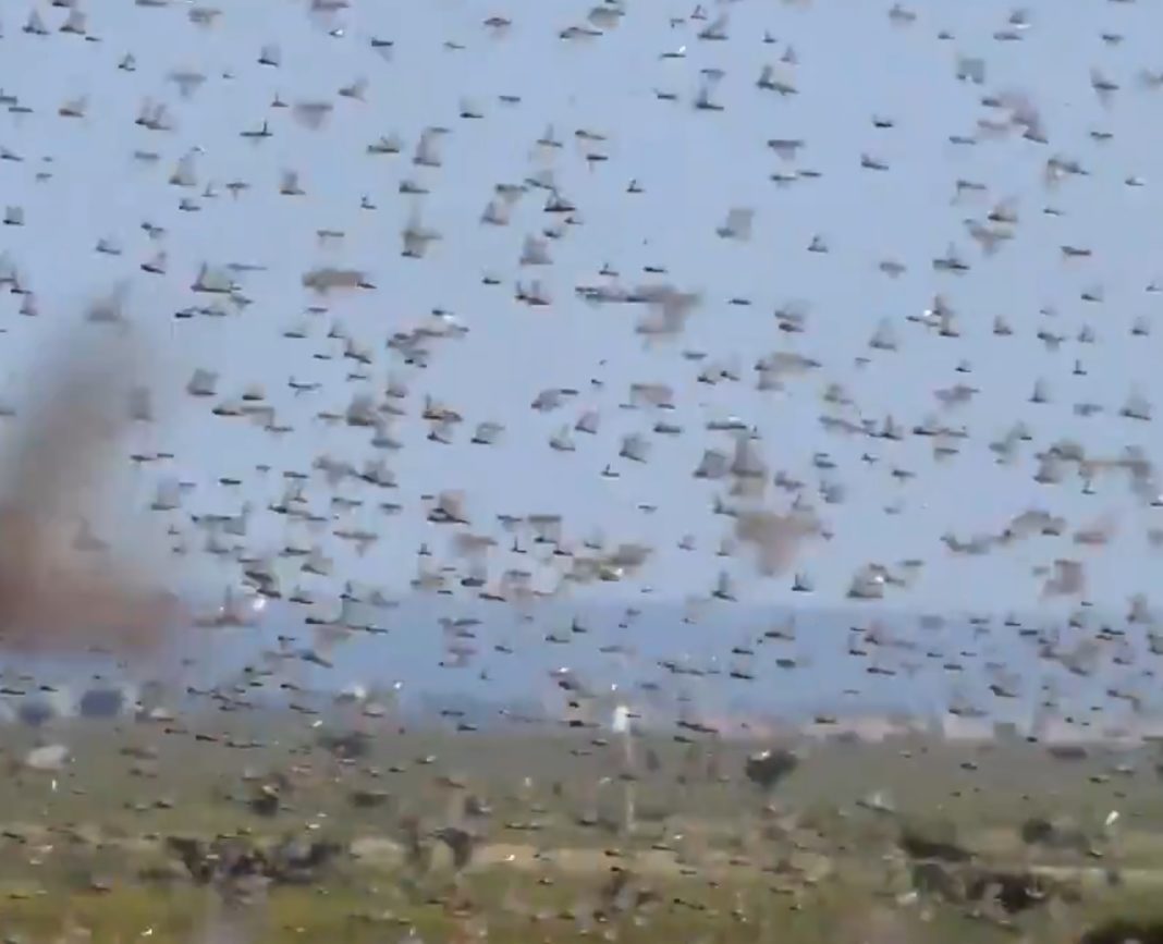 Roiuri de miliarde de lăcuste devastează culturi din Somalia, Etiopia sau Kenya