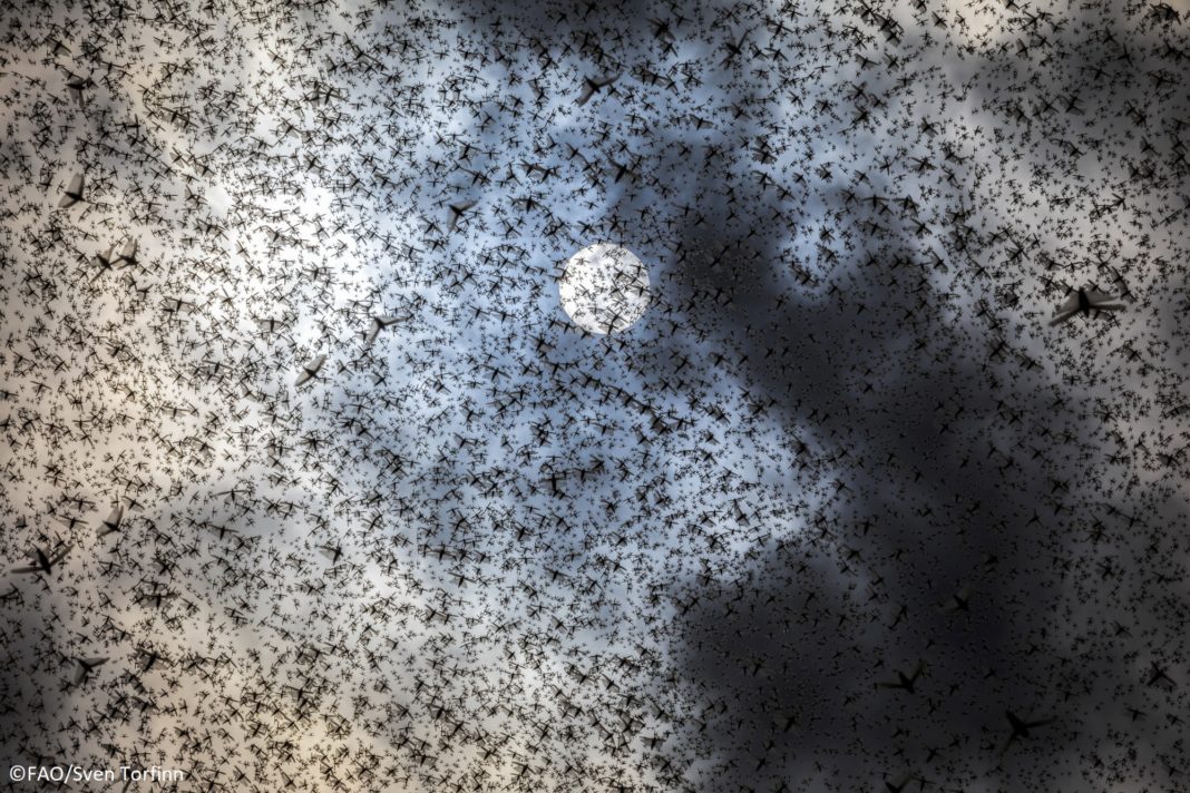 Lăcustele au ajuns în zona arabă, merg spre China