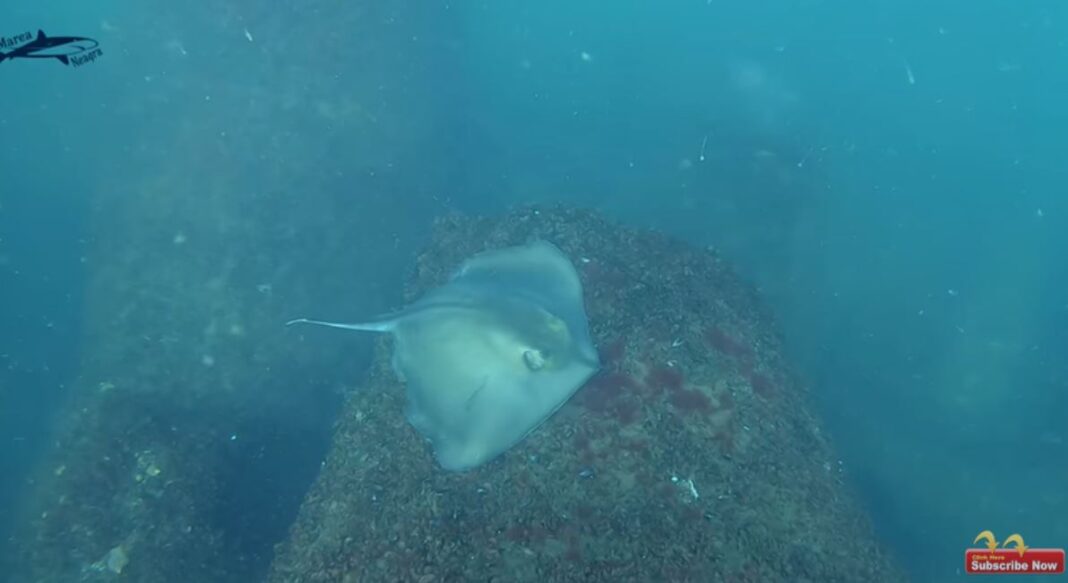 O pisică de mare a fost surprinsă în Marea Neagră