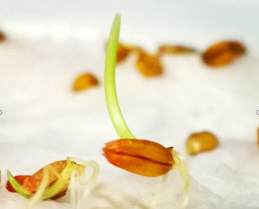 Studiu: noi tratamente de stimulare a creșterii grâului, naturale și prietenoase cu mediul