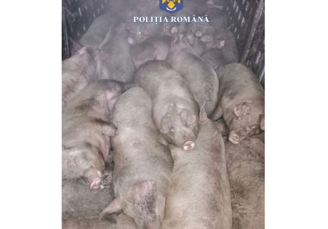 porci, transport ilegal porci, transport ilegal