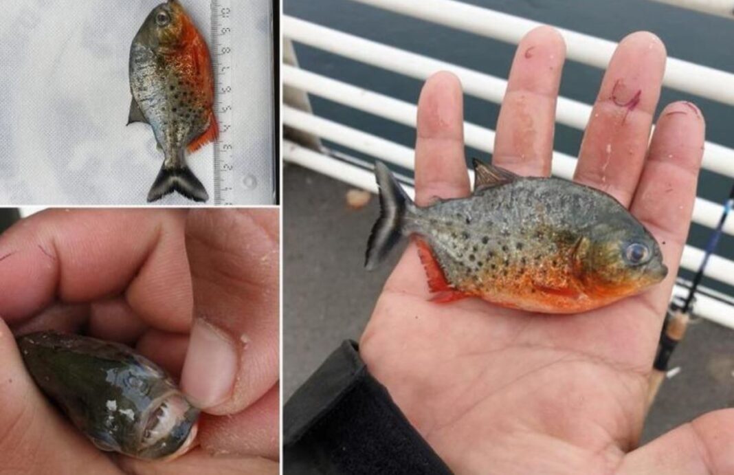 Un exemplar de Piranha cu burtă roşie a fost găsit pe Criș la Oradea