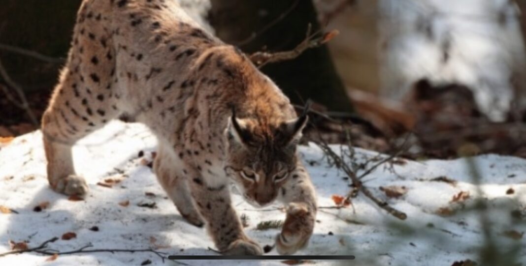 Râs surprins de camere în Munții Apuseni