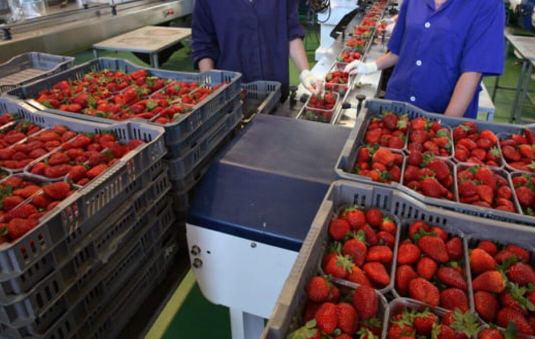 procesare produse agricole procesare produse agricole