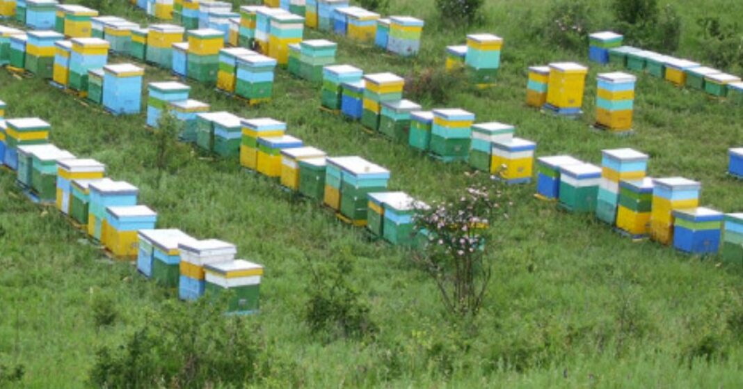 stupi, stupina stupi, stupina