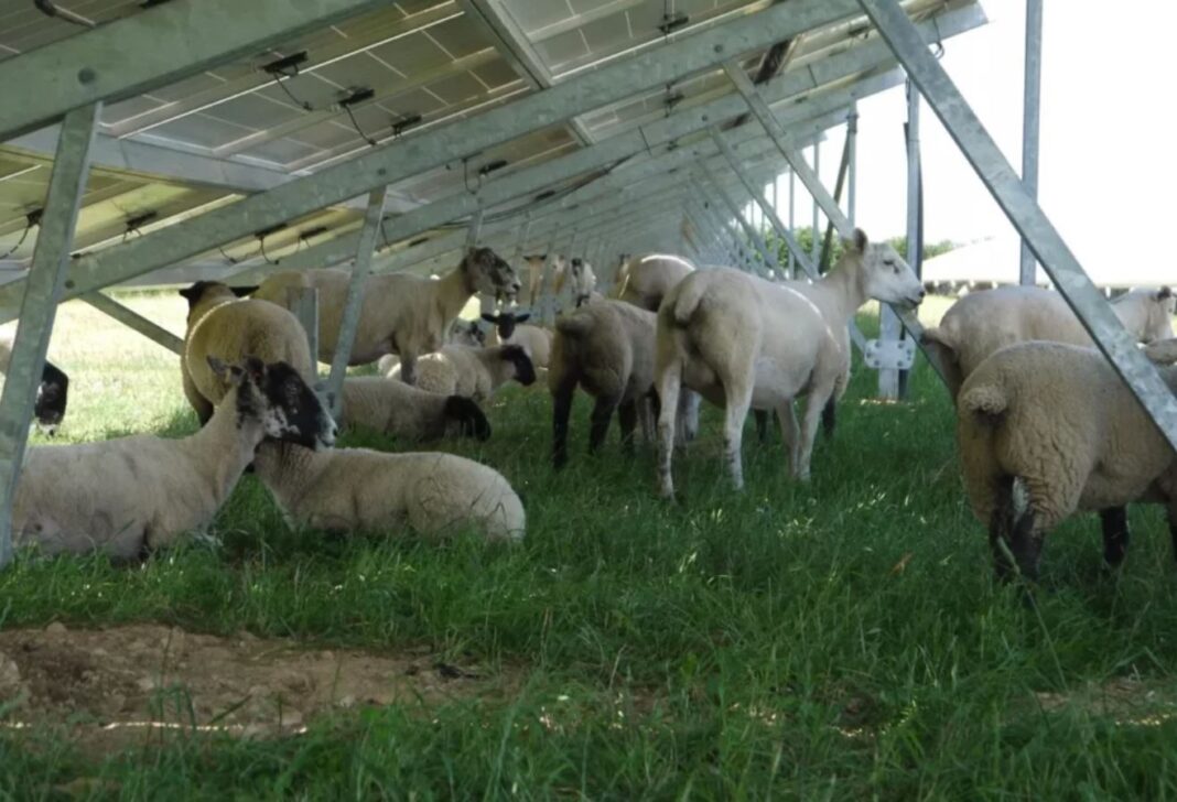 Afaceri in SUA: parcuri fotovoltaice și turme de oi