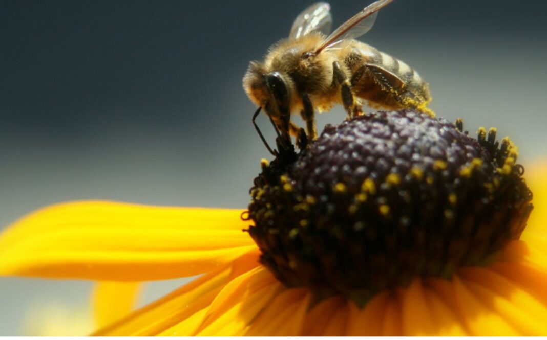 Studiu: Insectele îți fac treaba de peste 140 de milioane de ani