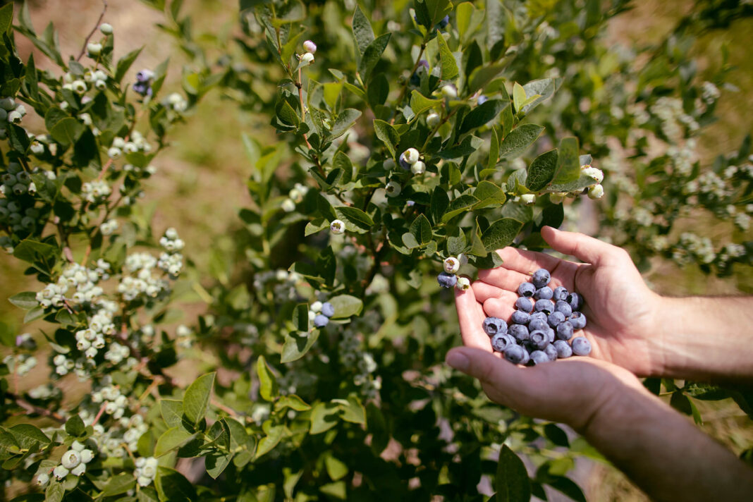 MerryBerry are deja 10 000 de comenzi online de afine bio romanesti