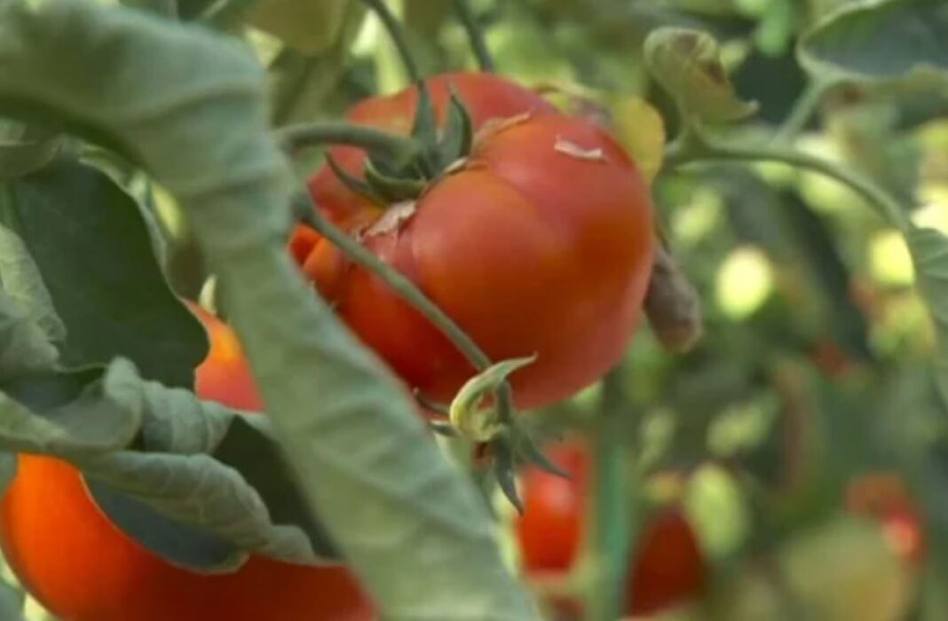 Canicula şi oscilaţiile de temperatură afectează lumea vegetală sub diferite forme