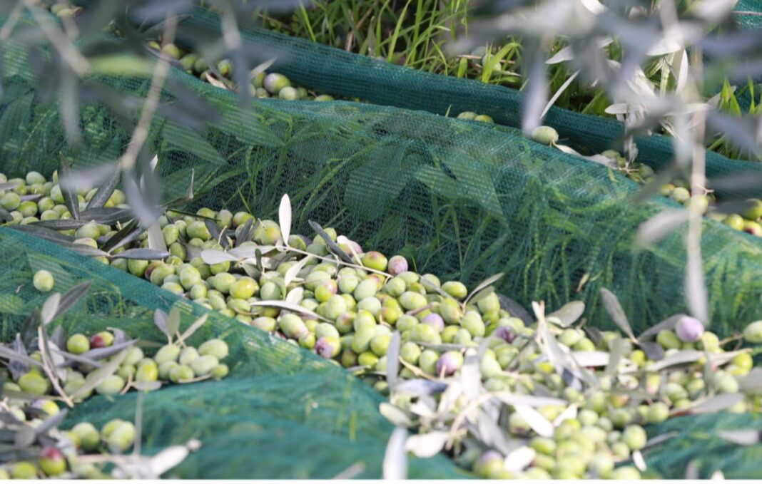 Recoltarea măslinelor ”pe stil vechi” din Corsica, inclusă în patrimoniul UNESCO