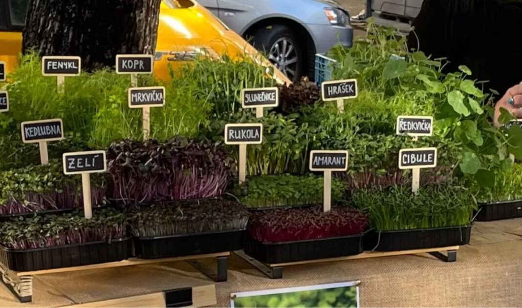 horticultura urbana micrtoplante