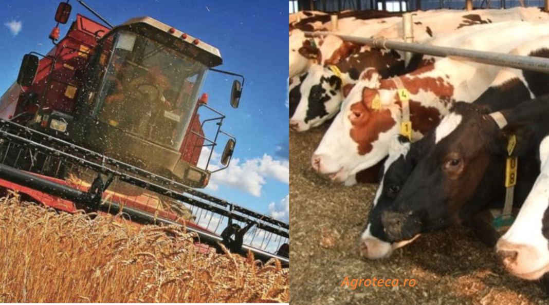 2022: diferențe între profiturile din zootehnie și cultivarea cerealelor