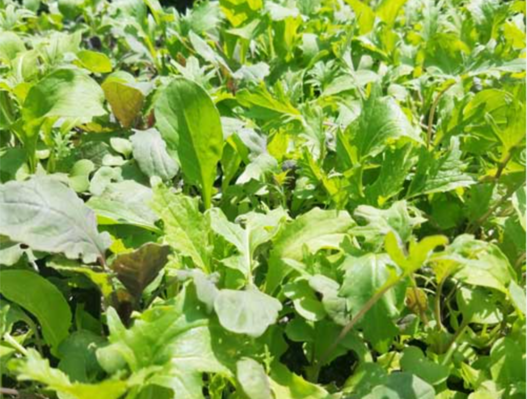 Green Factory preia Eisberg România și Ungaria: consolidare în sectorul alimentelor proaspete din Europa Centrală și de Est