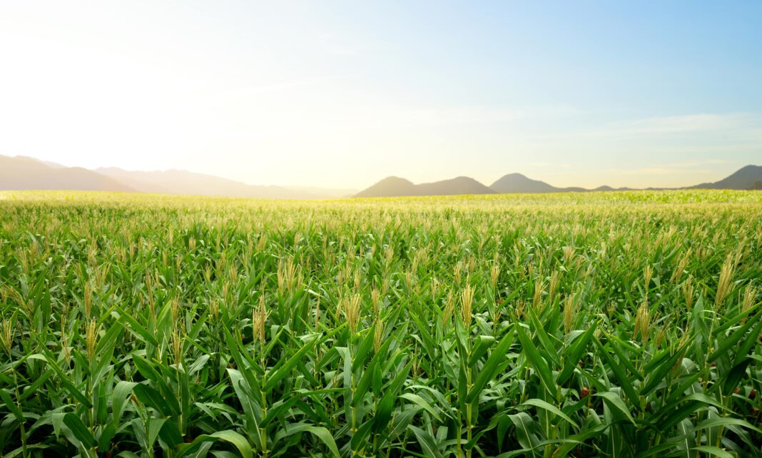 Protejează-ți cultura de porumb în postemergență: Sfaturi de la specialiști pentru o recoltă bogata!