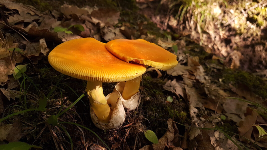 Seceta din 2025 a afectat grav producția de ciuperci sălbatice în județul Gorj