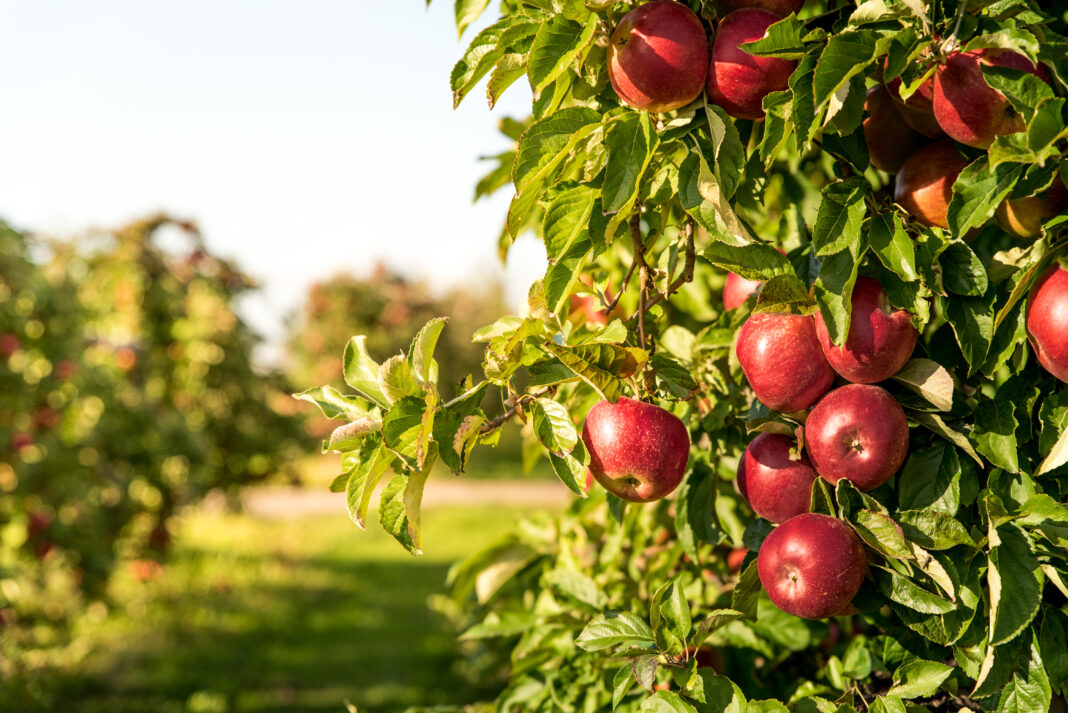 Bunch of organic red apples hanging on tree branches during sunr