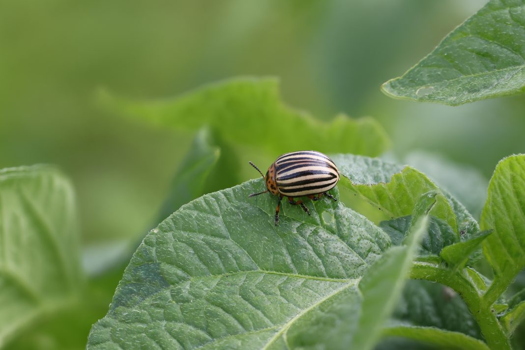 Dușmanii invizibili ai culturilor agricole. Principalele tipuri de dăunători din România și cum ne afectează hrana