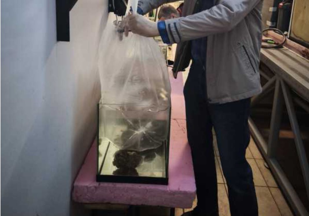 Roșioara termală, specie de pește dispărută din natură, reprodusă din nou în captivitate de specialiștii Muzeului Țării Crișurilor