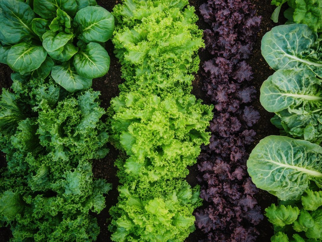 Salata – ușor de cultivat, rapid de savurat