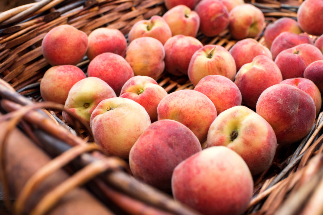 Piersici din livadă: Diversitate, gust și farmec local. O călătorie prin soiurile care dau rodul verii
