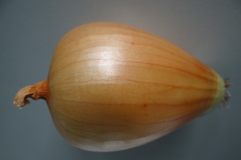 Ceapa de Buzău ‘Bot de vulpe’, soi pierdut și recuperat din SUA, înscris în Catalogul european