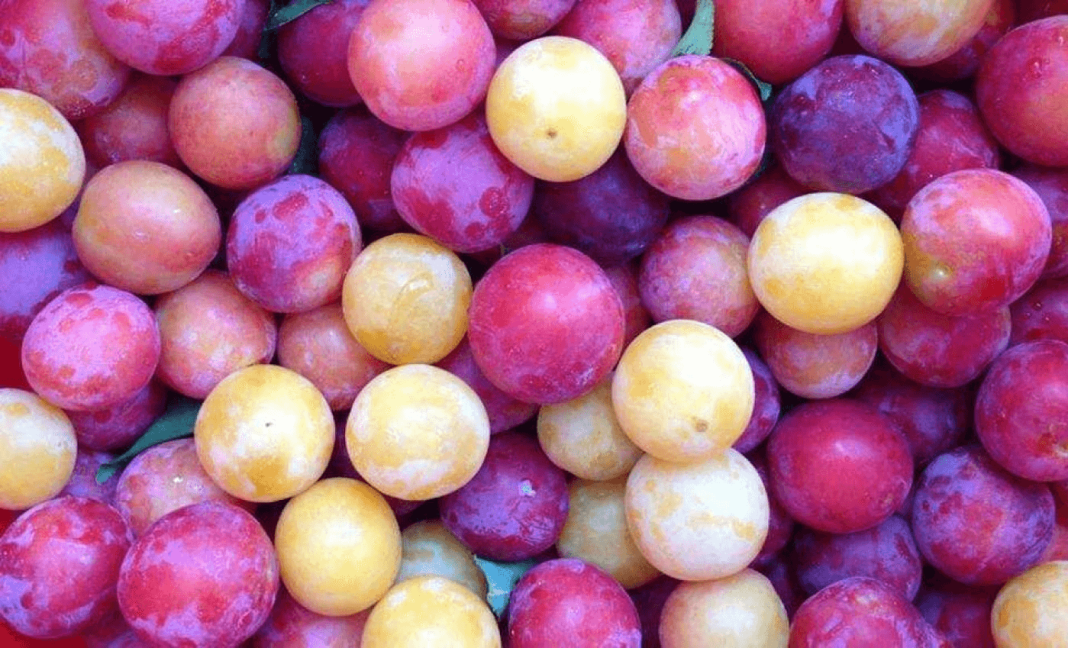 Ce faci cu corcodușele căzute sau coapte din livadă? Nu le irosi!