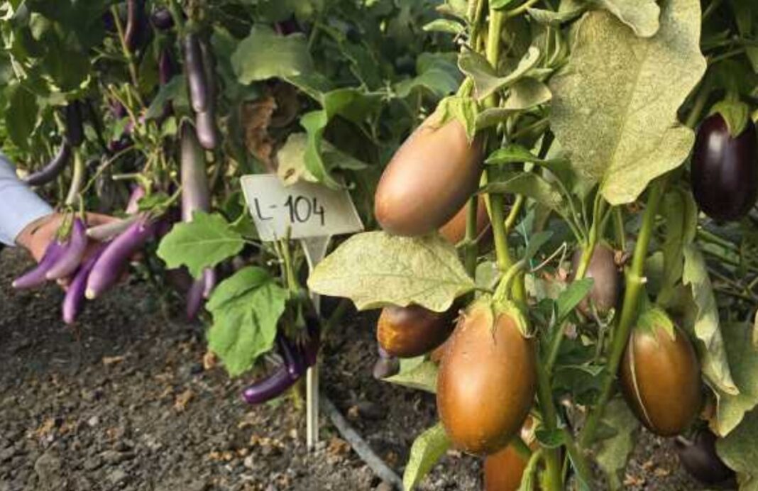 România poate deveni exportator de vinete: BRGV Buzău conservă peste 1.000 de soiuri din întreaga lume