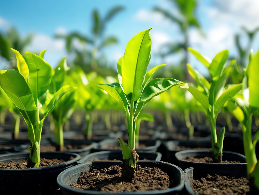 5 culturi de nișă care pot aduce profit pe suprafețe mici. Soluții ideale pentru fermierii la început de drum