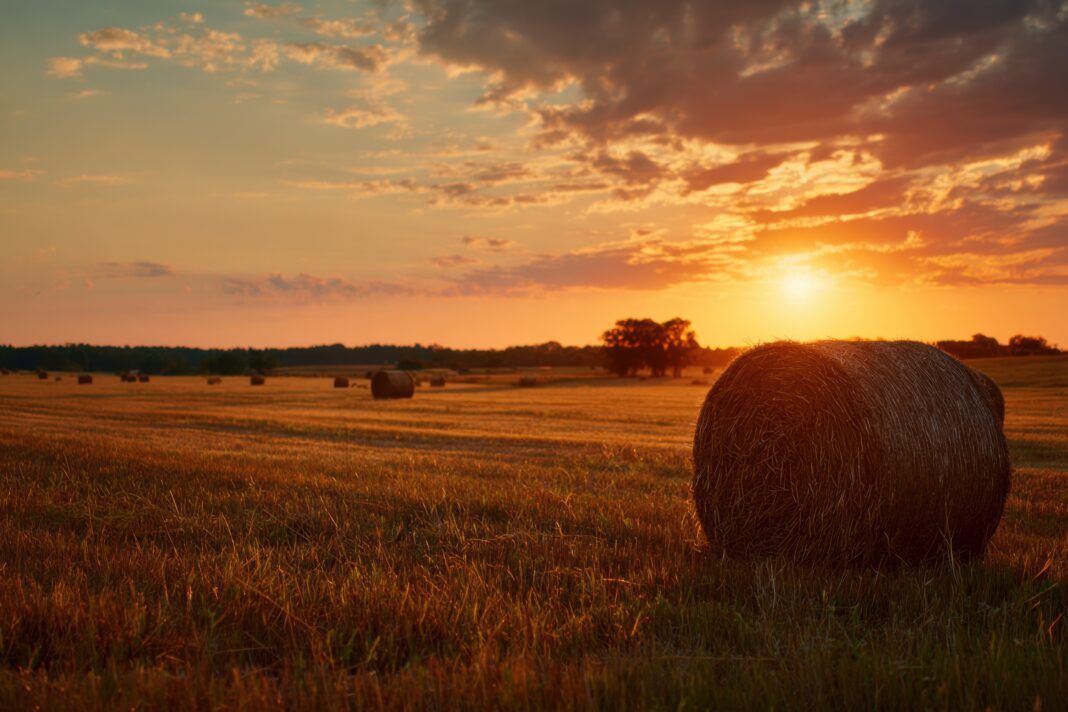 Recolta pe 15 august – ce se face în această zi sfântă