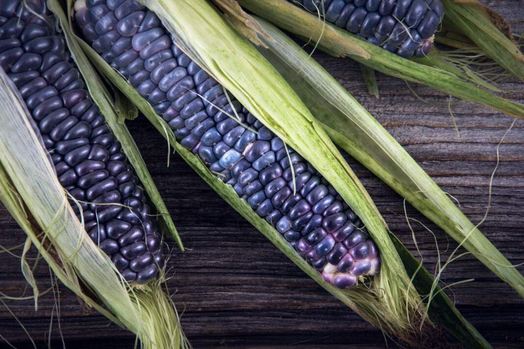 Porumbul albastru câștigă teren în România. O cultură rară, dar cu potențial ridicat