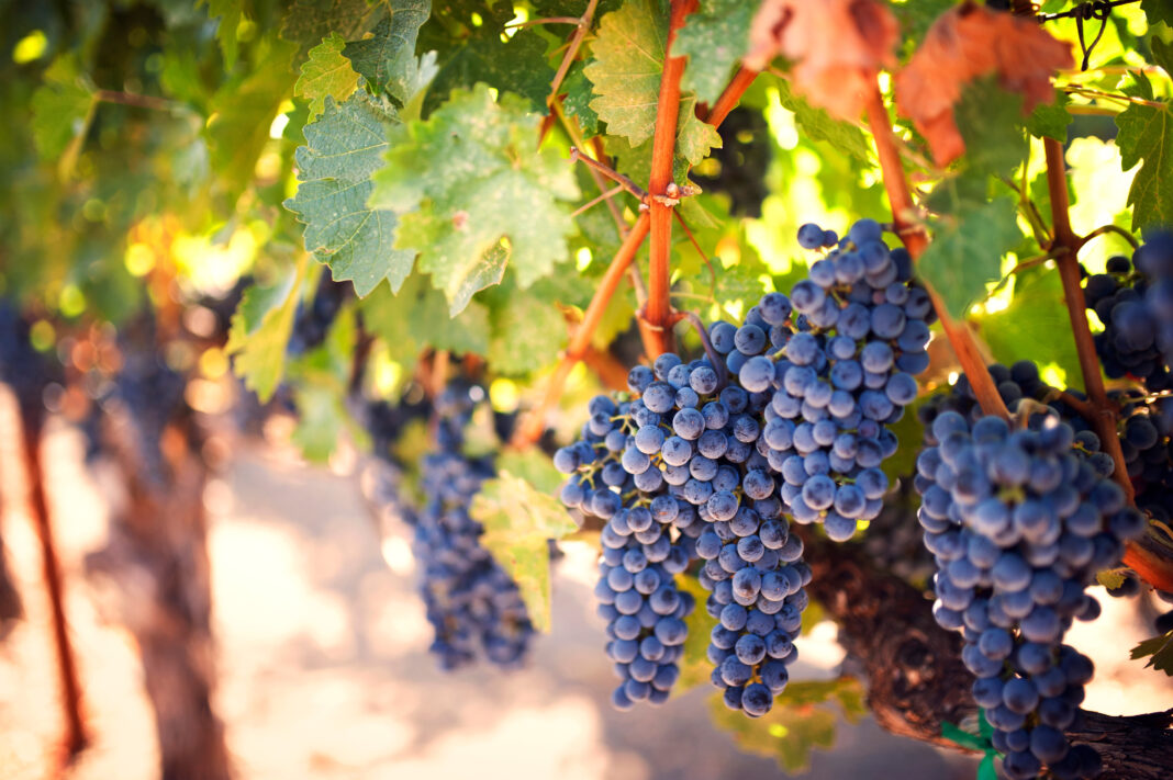 Viața viței de vie și culesul strugurilor. O poveste despre muncă, natură și tradiție