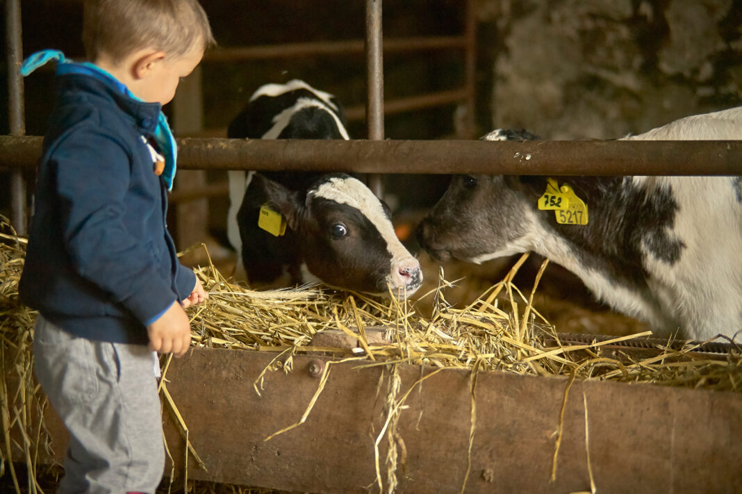 Children play in a stable with farm cows 3