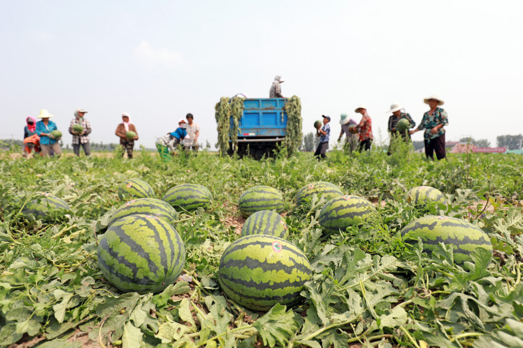 Recolta de pepeni, bucuria verii la superlativ. Gustul dulce al sezonului adunat direct de pe câmp