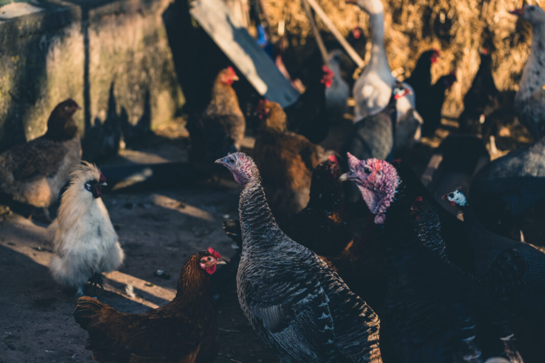 Calendarul lucrărilor agricole din septembrie – ghid pentru grădină, câmp și animale. O lună de hărnicie și organizare