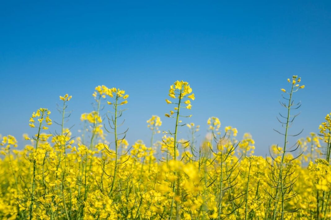 Impactul stresului termic de vară asupra randamentului la hibrizii de rapiță