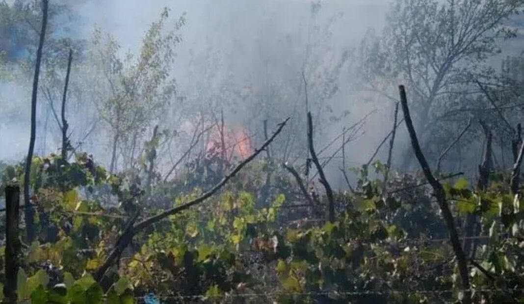 Incendiu de proporții la o plantație viticolă din Zimnicea: 80 de hectare afectate