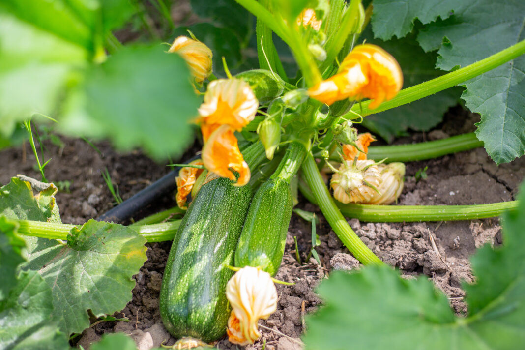 Green zucchini plant with flowers and young fruits in vegetable garden. Growing vegetables in the garden