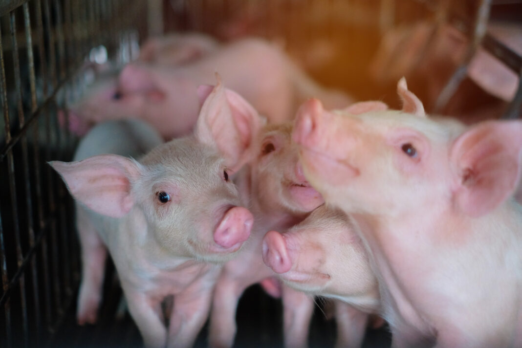 Creșterea porcilor în România – tradiție, provocări și perspective de viitor