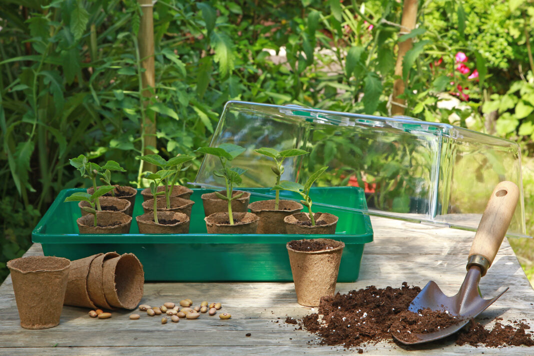 Semis de haricots dans des pots en tourbe
