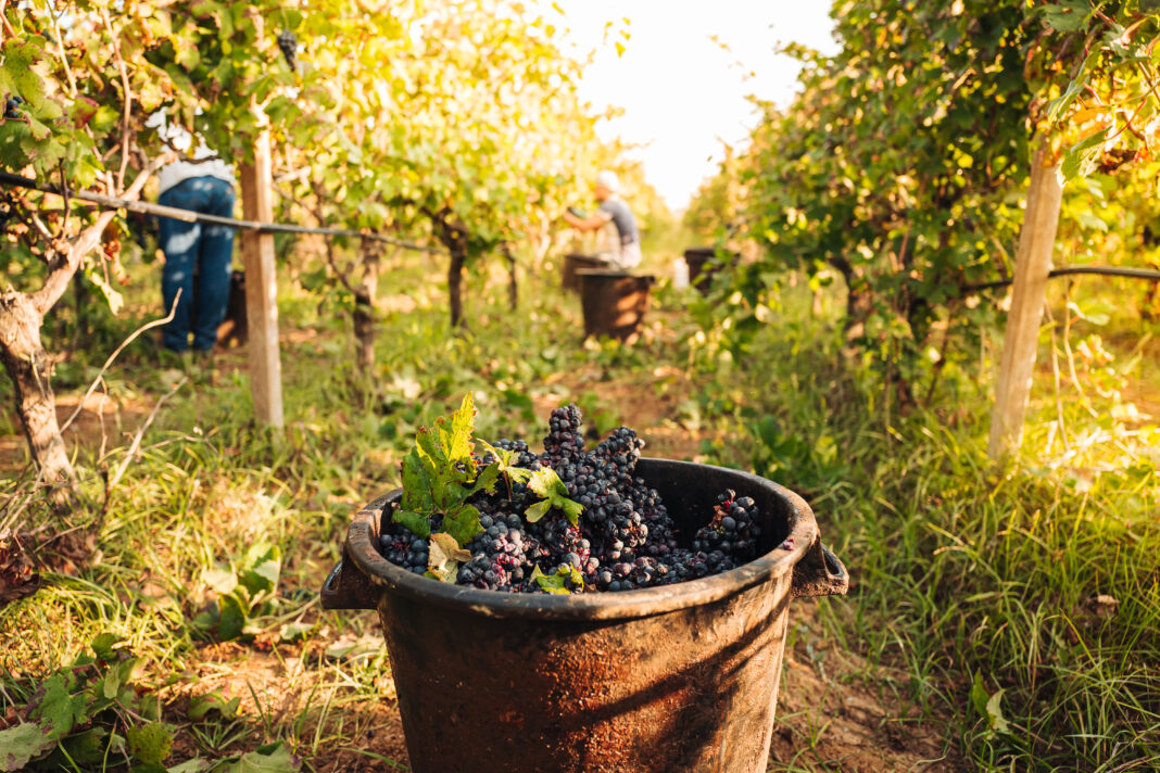 PUGLIA / ITALY -  SEPTEMBER 2019: Seasonal harvesting of Primitivo grapes in the vineyard