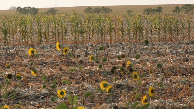 camp-de-floarea-soarelui-si-porumb-seceta
