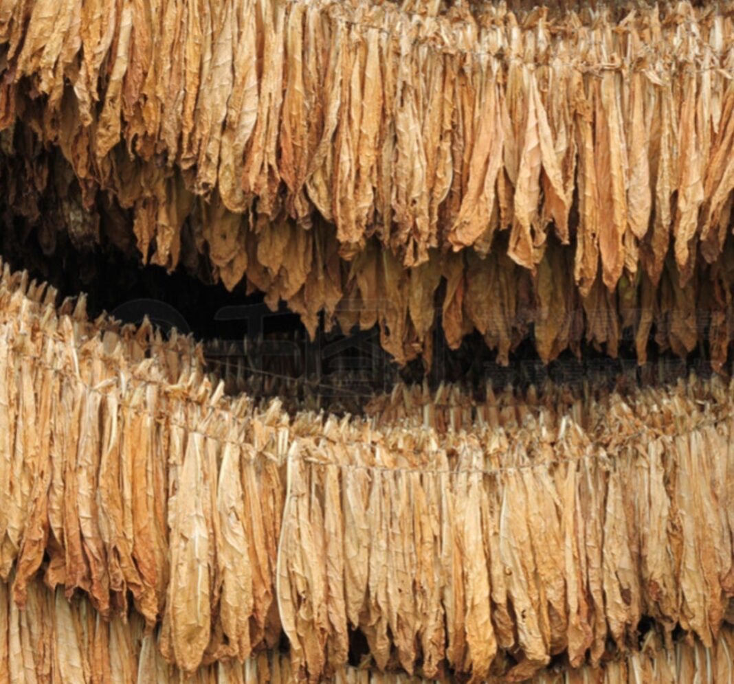 Percheziții în Ialomița: plantații ilegale de tutun și țigarete produse la domiciliu