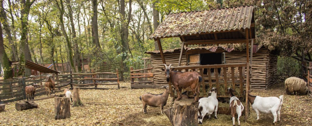 a herd of goats in a pen with a leader